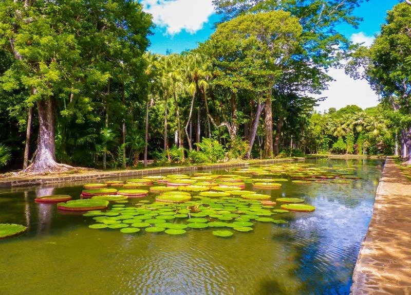 Pamplemouses botanical garden in Mauritius