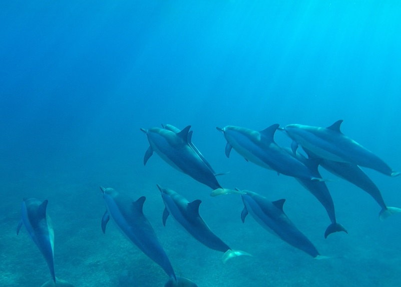 Dolphin Swim Mauritius Family Activity