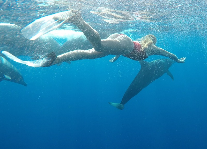 Dolphin Swim Mauritius activity