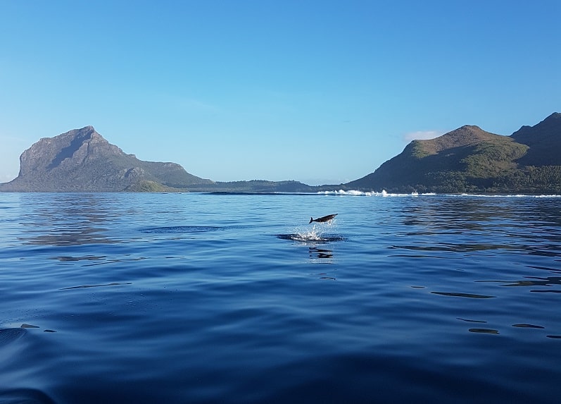 Dolphins jumping in mauritius Le Morne